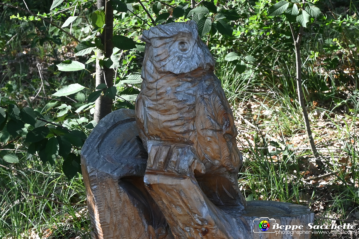 VBS_4724 - Il bosco fatato - Montaldo Roero.jpg
